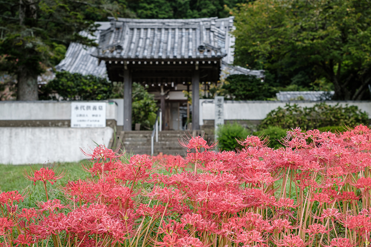 妙湛寺