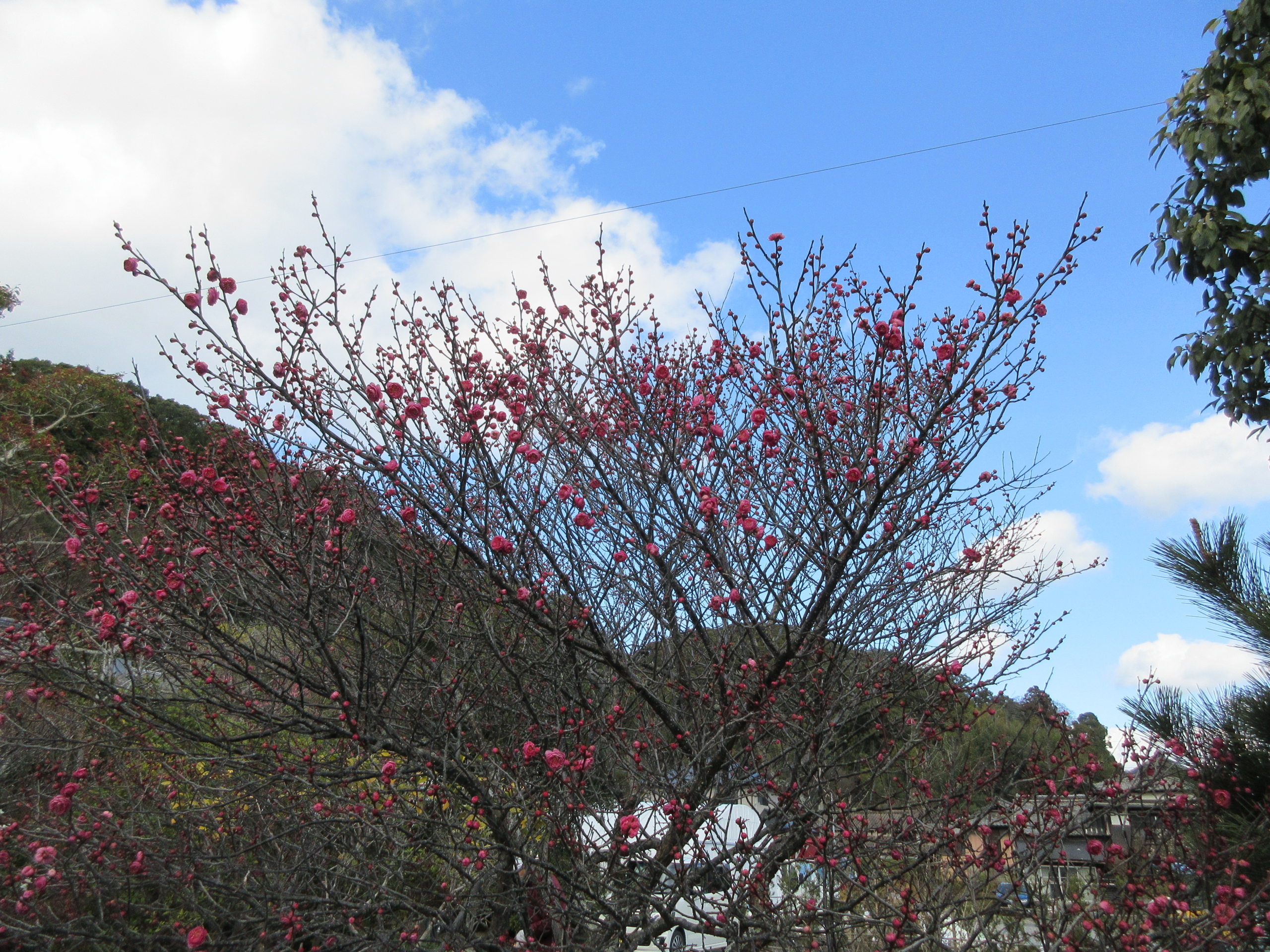 園内の風景。季節の草花と植栽