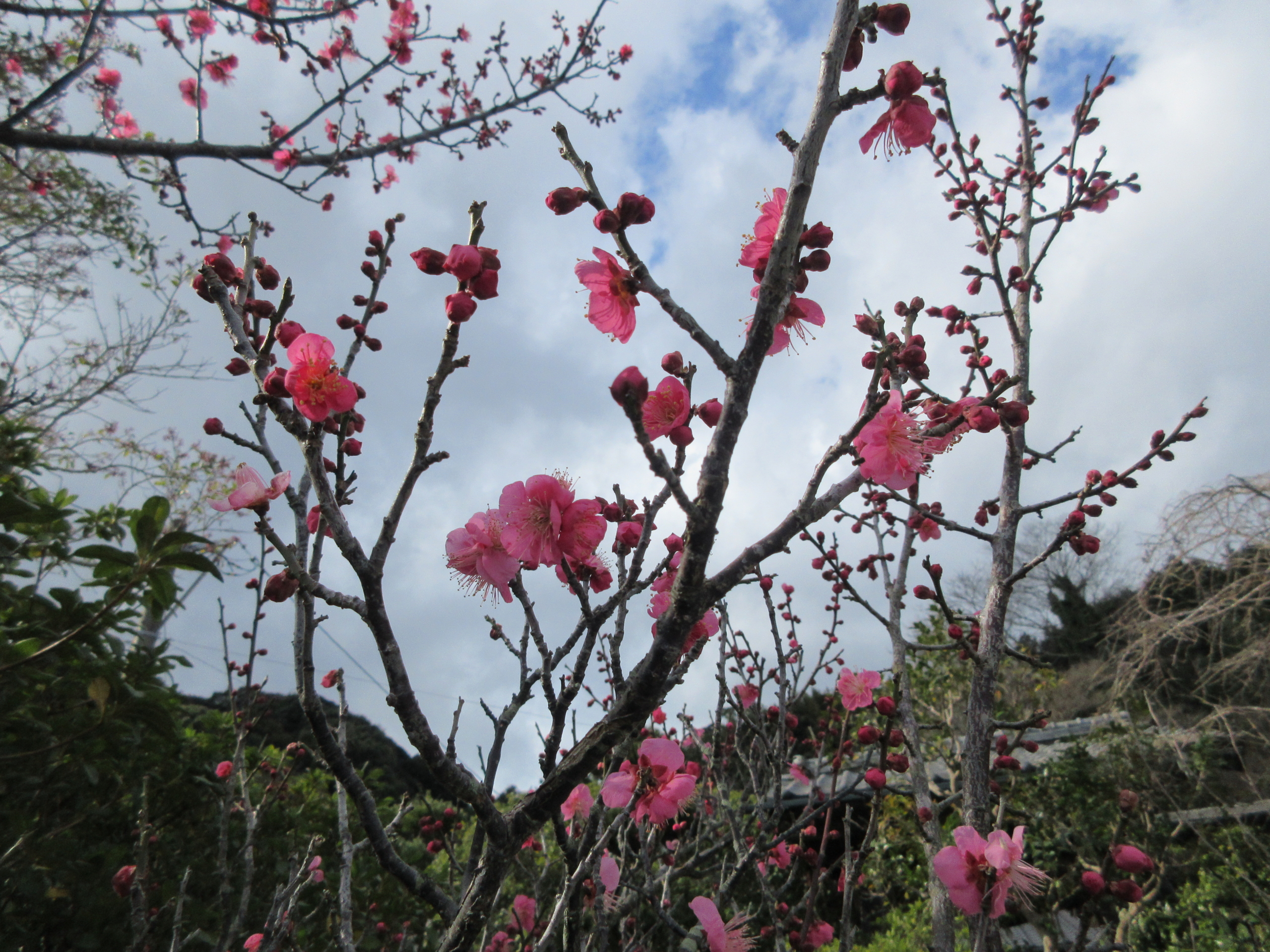 梅の花が咲く宗像市の樹木葬
